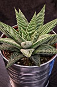 HAWORTHIA SPIDER WHITE