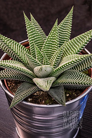 HAWORTHIA_SPIDER_WHITE