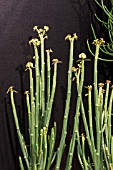 EUPHORBIA PHOSPHOREA