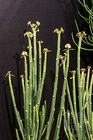 EUPHORBIA_PHOSPHOREA