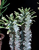 EUPHORBIA ABYSSINIEA VARIEGATA