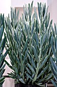 SENECIO FICOIDES MOUNT EVEREST, AQUARINE