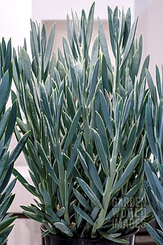 SENECIO_FICOIDES_MOUNT_EVEREST_AQUARINE_
