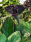 TACCA CHATERIEIRI BLACK BAT PLANT