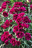 DIANTHUS ODENA RED