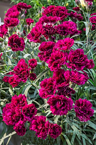 DIANTHUS_ODENA_RED