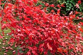 ACER PALMATUM NICHOLSONII