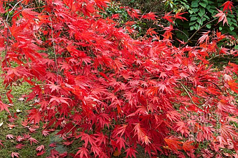 ACER_PALMATUM_NICHOLSONII