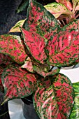 AGLAONEMA UNYAMENEE RED