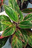 AGLAONEMA TIVOLE