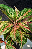 AGLAONEMA BUTTERFLY