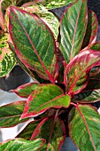 AGLAONEMA CRETE