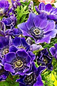 ANEMONE BLUE