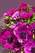 ANEMONE PURPLE