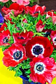 ANEMONE RED