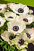 ANEMONE WHITE