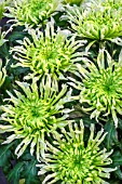 CHRYSANTHEMUM HESTIA STAR