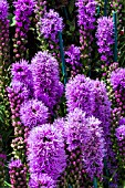 LIATRIS SPICATA KOBOLD