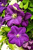 CLEMATIS PERRINS PRIDE