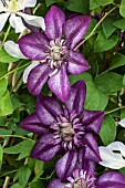 CLEMATIS CASSIS