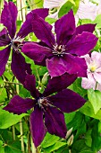 CLEMATIS HONORA