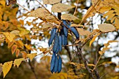 DECAISNEA FARGESII - AUTUMN FRUITS