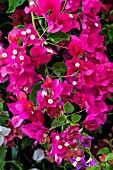 BOUGAINVILLEA BARBARA KARST