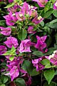 BOUGAINVILLEA ALEXANDRA