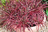 PENNISETUM SETACEUM FIREWORKS