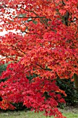 ACER PALMATUM OSAKAZUKI AGM