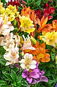 ALSTOEMERIA MIXED