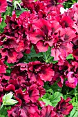 PELARGONIUM MEON MAID