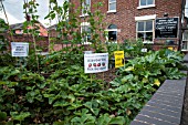 STREET HELP YOURSELF GARDEN AT HOLMES CHAPEL