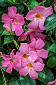 MANDEVILLA SANDERI HYBRID VAR SUNDAVILLE PRETTY ROSE