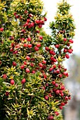 TAXUS BACCATA FASTIGIATA AUREA GROUP