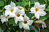 MANDEVILLA SANDERI HYBRID VAR SUNDAVILLE WHITE