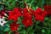 MANDEVILLA SANDERI HYBRIDA VAR SUNDAVILLE PRETTY RED