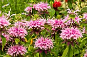 MONARDA BEAUTY OF COBHAM