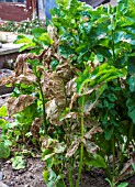 PARSNIP MOTH LARVEA DAMAGE