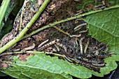 PARSNIP MOTH LARVEA