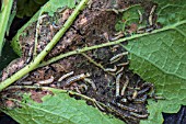 PARSNIP MOTH LARVEA