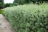 RHAMNUS ALATURNUS ARGENTEOVARIEGATA (AGM)