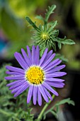 MACHAERANTHERA TANACETIFOLIA