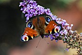 PEACOCK BUTTERFLY