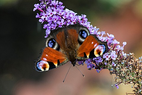 PEACOCK_BUTTERFLY