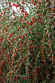 GOJI BERRY OR WOLFBERRY