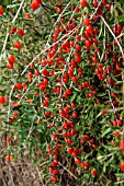 LYCIUM BARBARUM (GOJI BERRY)