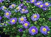 ASTER BLUE LEPIS