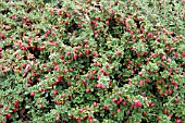 COTONEASTER NANSHAN