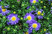 ASTER BLUE LEPIS